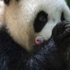 Giant panda in French zoo gives birth to female twins