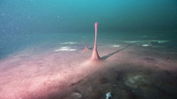 Nouvelle théorie : des jours terrestres plus longs ont stimulé la croissance de l’oxygène Nouvelle théorie : des jours terrestres plus longs ont stimulé la croissance de l’oxygène