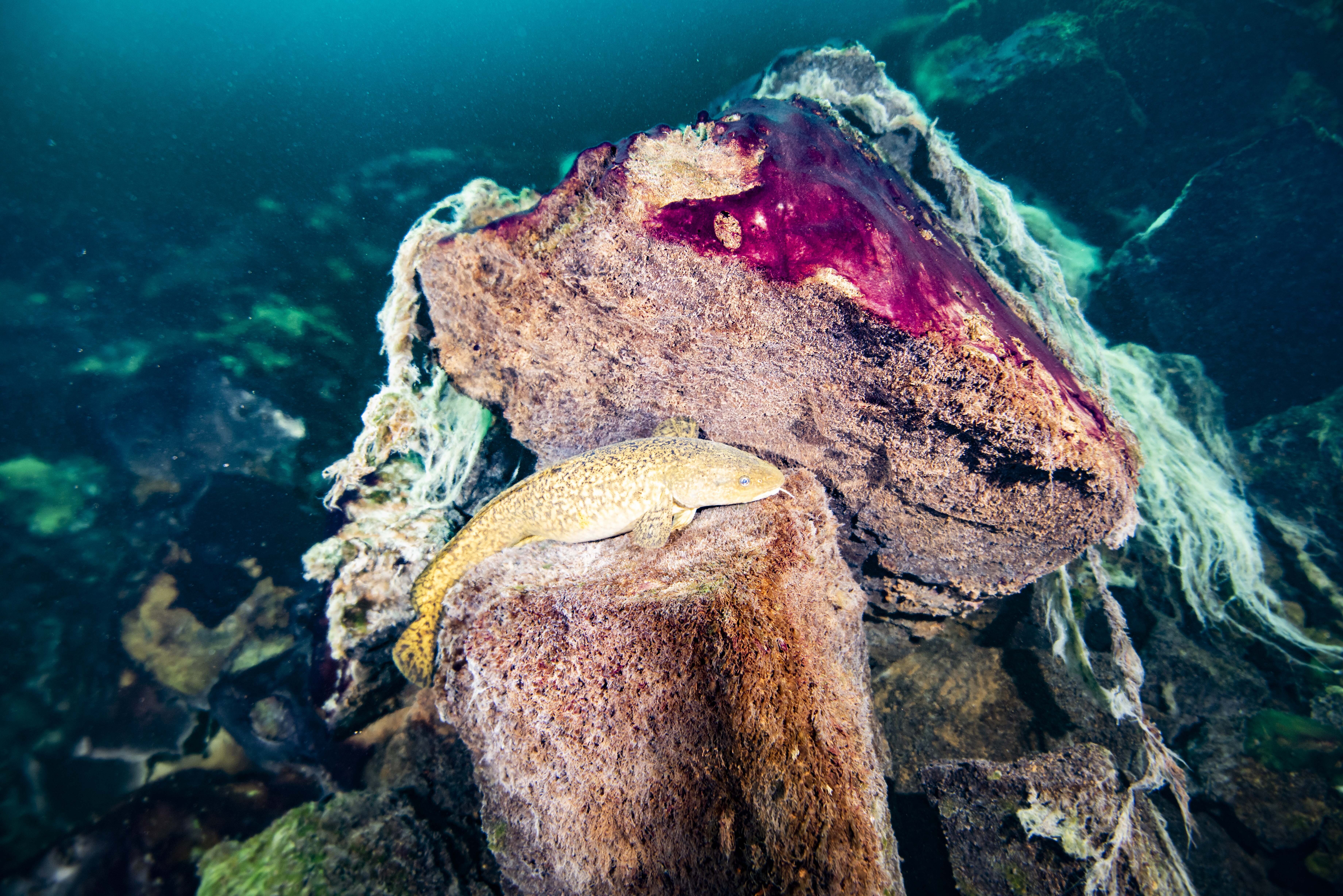 This photo provided by the NOAA Thunder Bay National Marine Sanctuary shows a burbot fish resting on rocks covered in purple and white microbial mats inside the Middle Island Sinkhole in Lake Huron, Mich. Scientists provided evidence for a new hypothesis on the Earth's oxygen supply by lab testing purple bacteria from a deep sinkhole in Lake Huron.