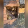 Un-bee-lievable! 450,000 bees that occupied Pennsylvania house for 35 years just got rehomed
