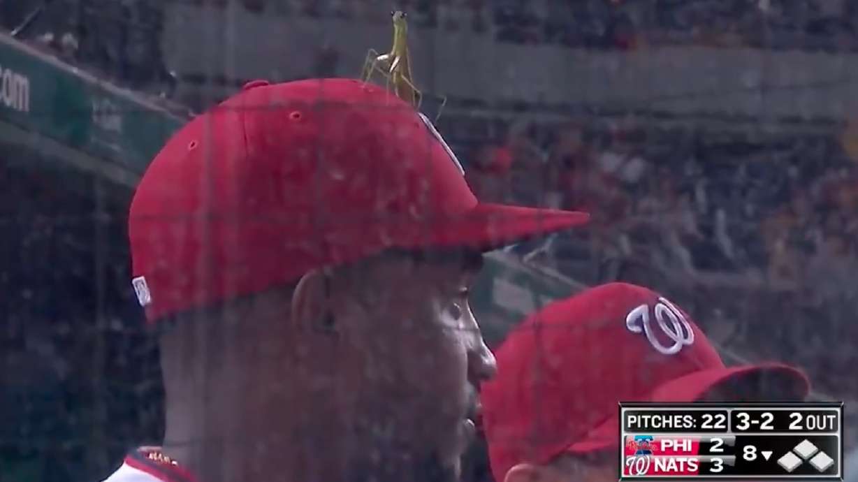 Have You Seen This? Praying mantis crashes Major League Baseball game Monday.