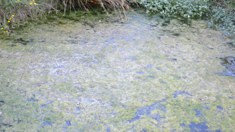 Recent monsoonal rains and flash flooding could bring more algal blooms to Utah recreational water.