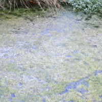 Algal blooms could return to recreational water following rain, flooding