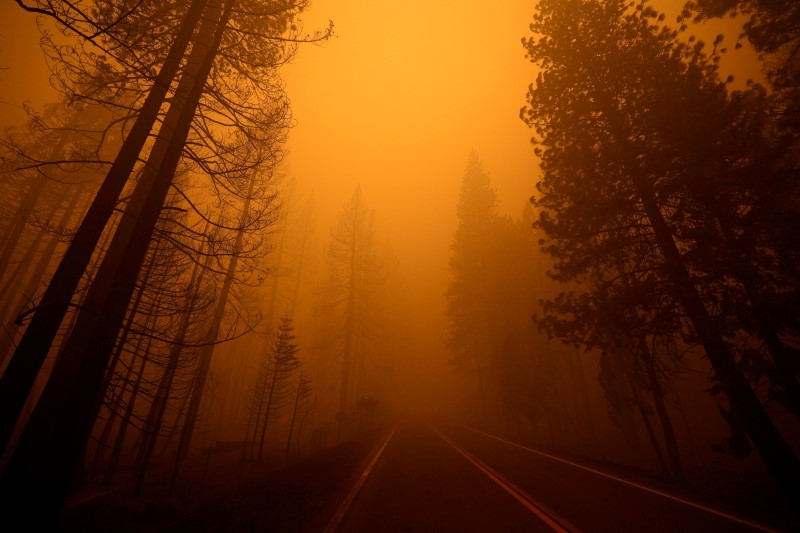 A view shows Highway 89 with burned trees on one side and unburned trees on the other at the site of the Dixie Fire near Greenville, California, Saturday.