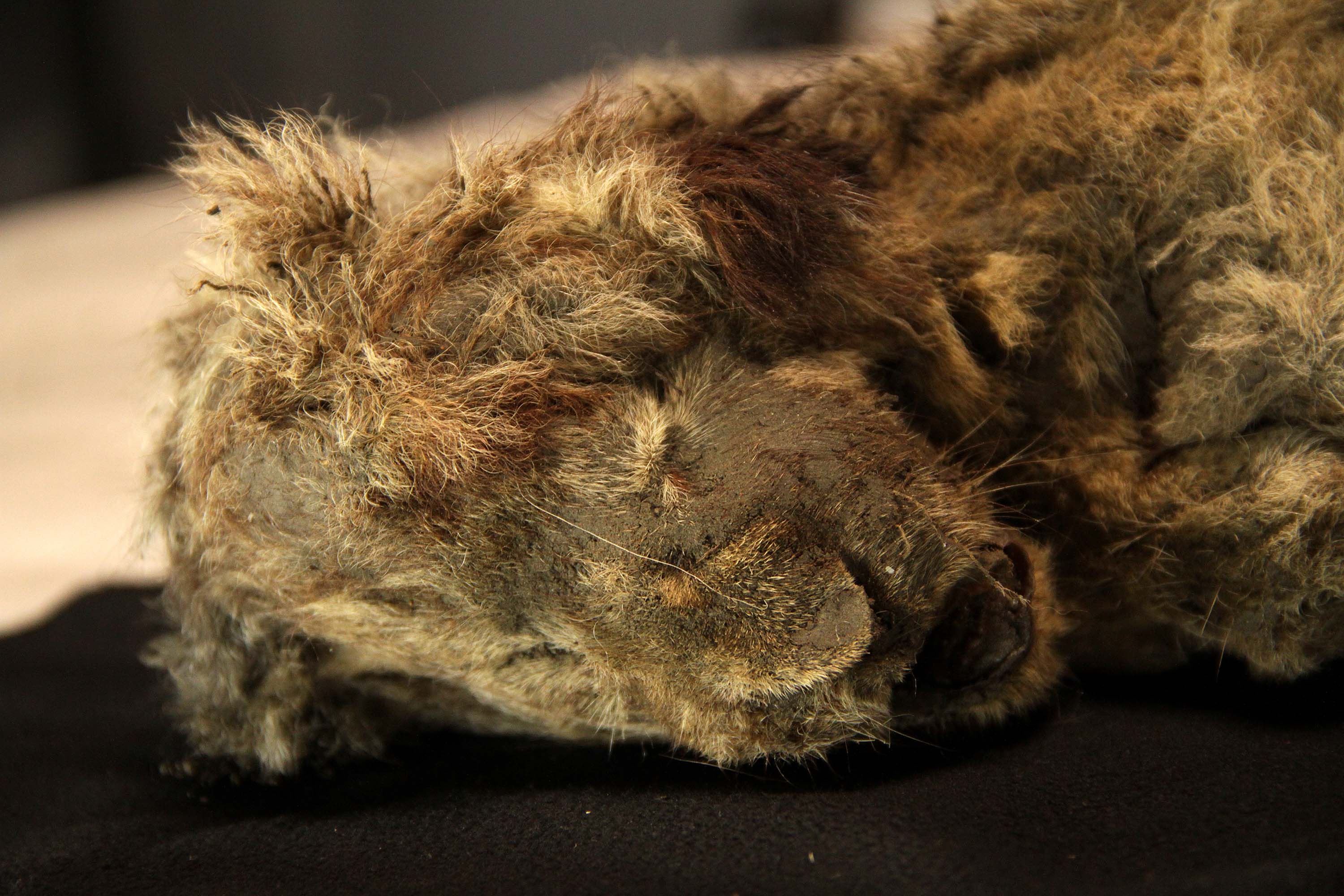 Found frozen deep in the Siberian Arctic, a perfectly preserved cave lion cub is 28,000 years old and is so well-preserved, even its whiskers are intact.