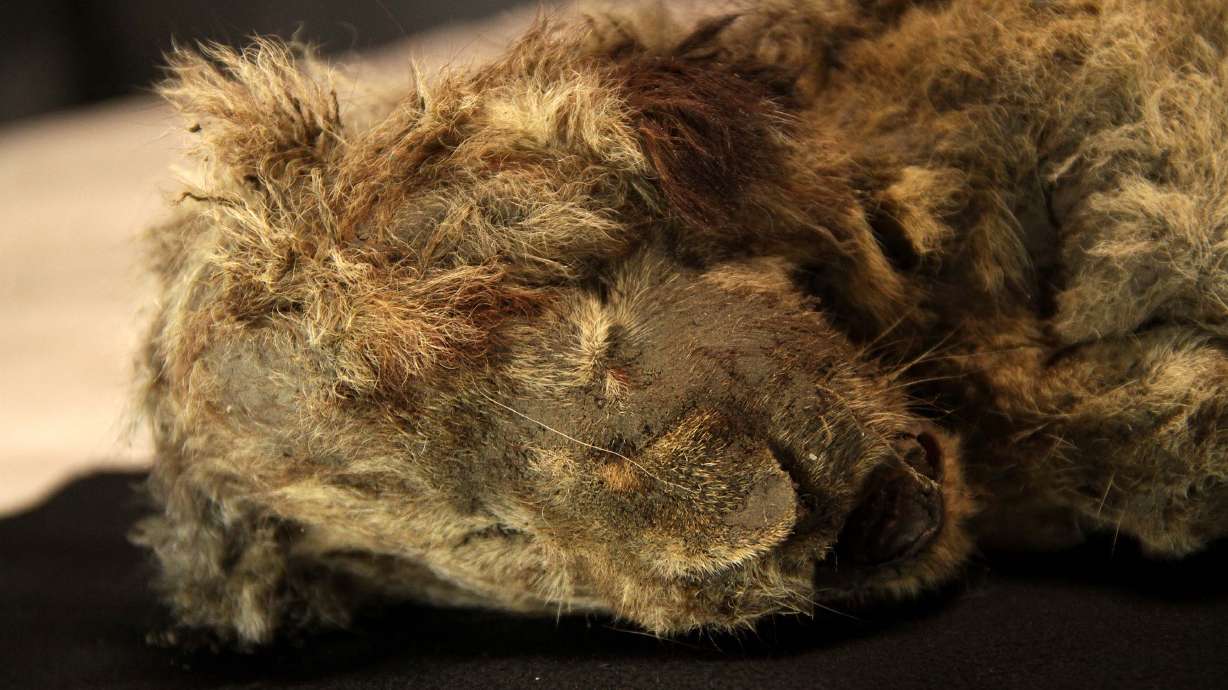 Found frozen deep in the Siberian Arctic, a perfectly preserved cave lion cub is 28,000 years old and is so well-preserved, even its whiskers are intact.
