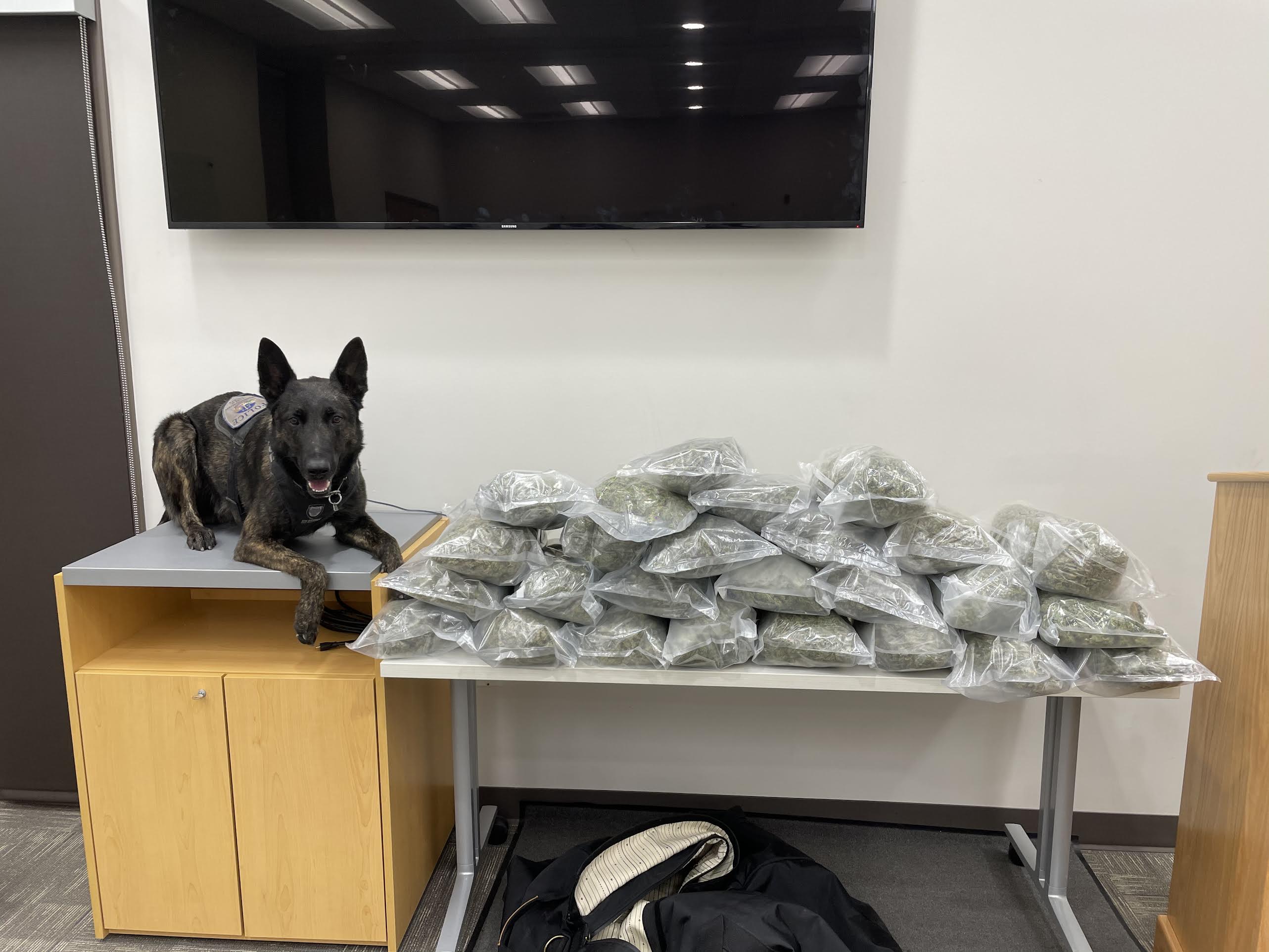 Police K-9 Zook has helped the Washington Police Department in southern Utah make two large drug busts in the past month, resulting in the seizure of 36 pounds of methamphetamine and several pounds of heroin.
