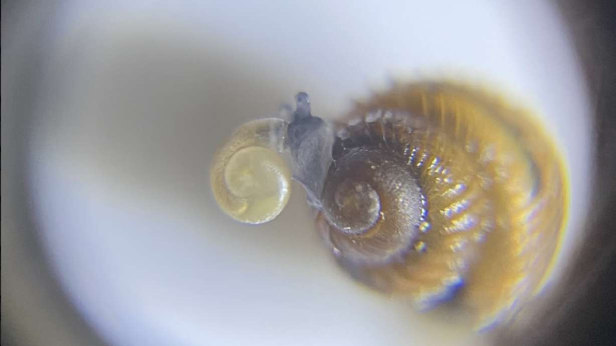 An image of the boreal top snail, which measures just 4 millimeters. It's a species of snail that was discovered for the first time in Utah earlier this year.