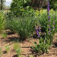 More Utah areas offer cash incentives to remove turf, replace with water-wise plants
