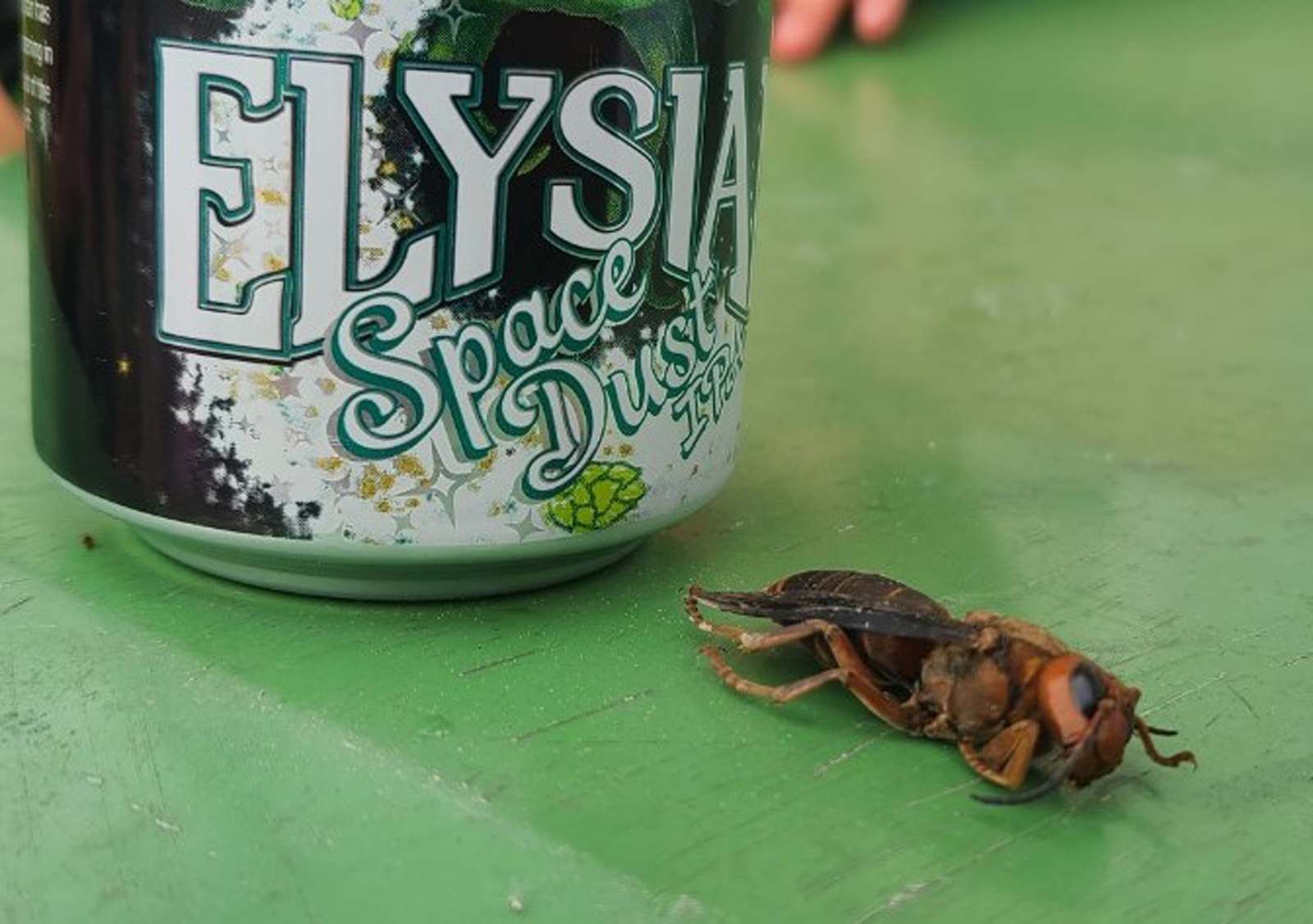 This June 17 photo shows a dead giant hornet in Marysville, Washington. A live giant hornet was spotted in Washington this week, the Washington State Department of Agriculture says. 