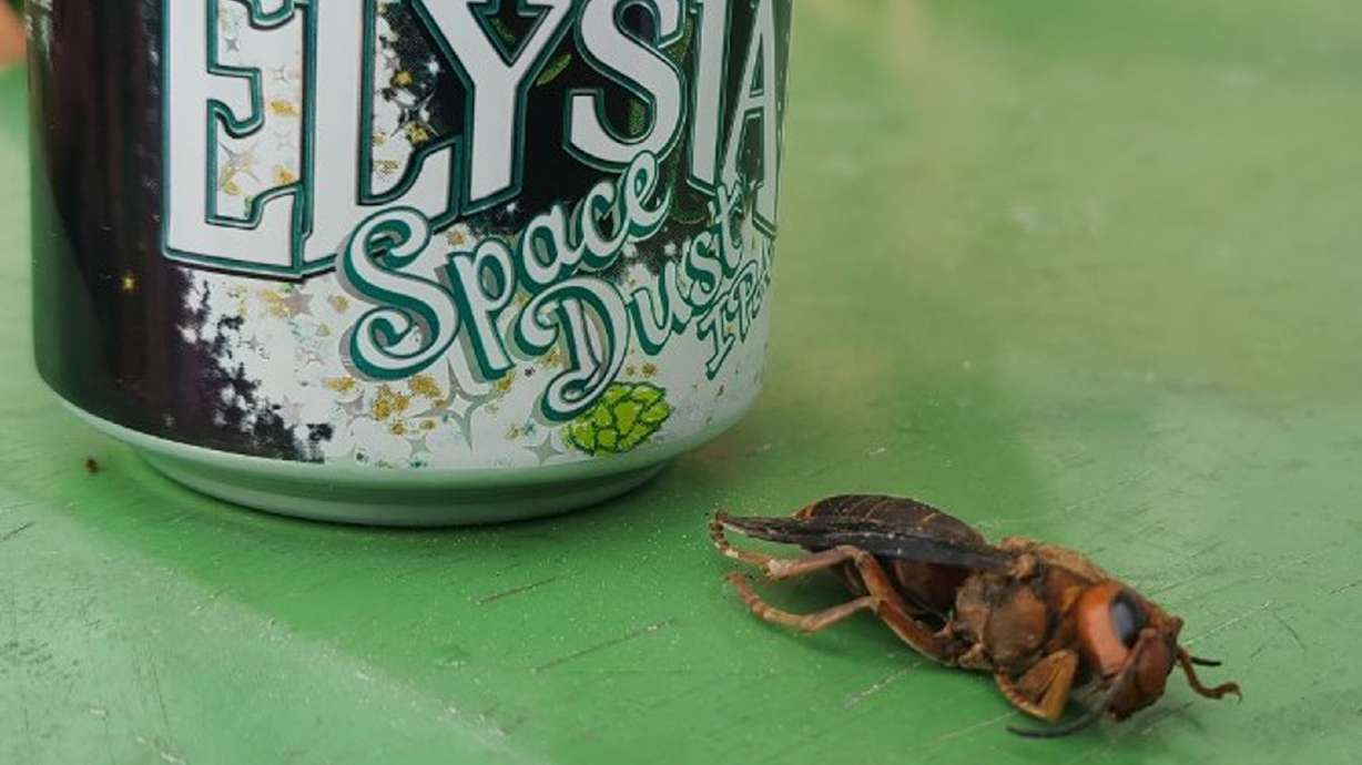 This June 17 photo shows a dead giant hornet in Marysville, Washington. A live giant hornet was spotted in Washington this week, the Washington State Department of Agriculture says.