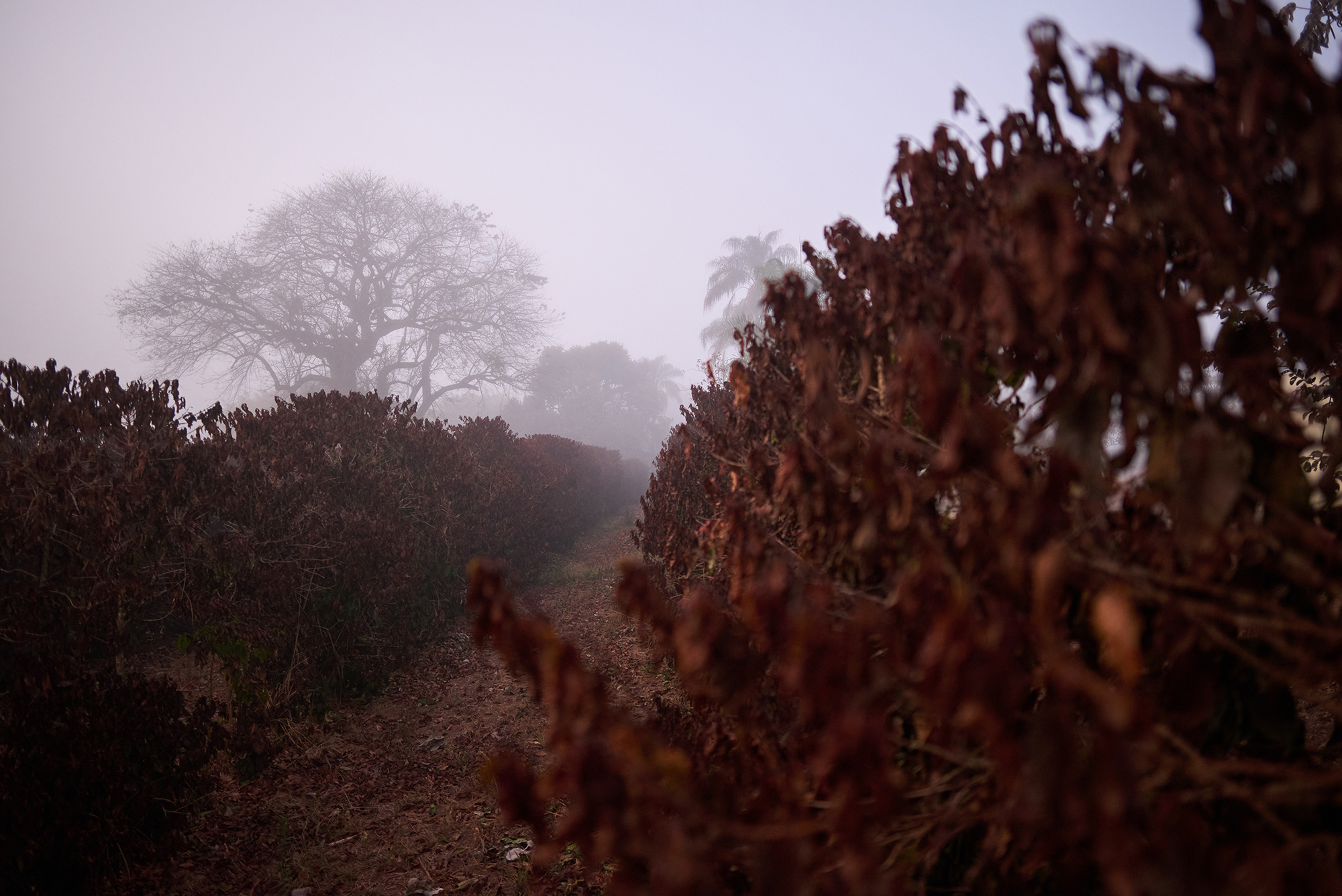 The brown-colored leaves are a sign of the burning of the coffee trees due to the ice formed during the night.
Frost hits coffee plants in the Alta Mogiana region, Jeriquara, Sao Paulo, Brazil on July 29, 2021.