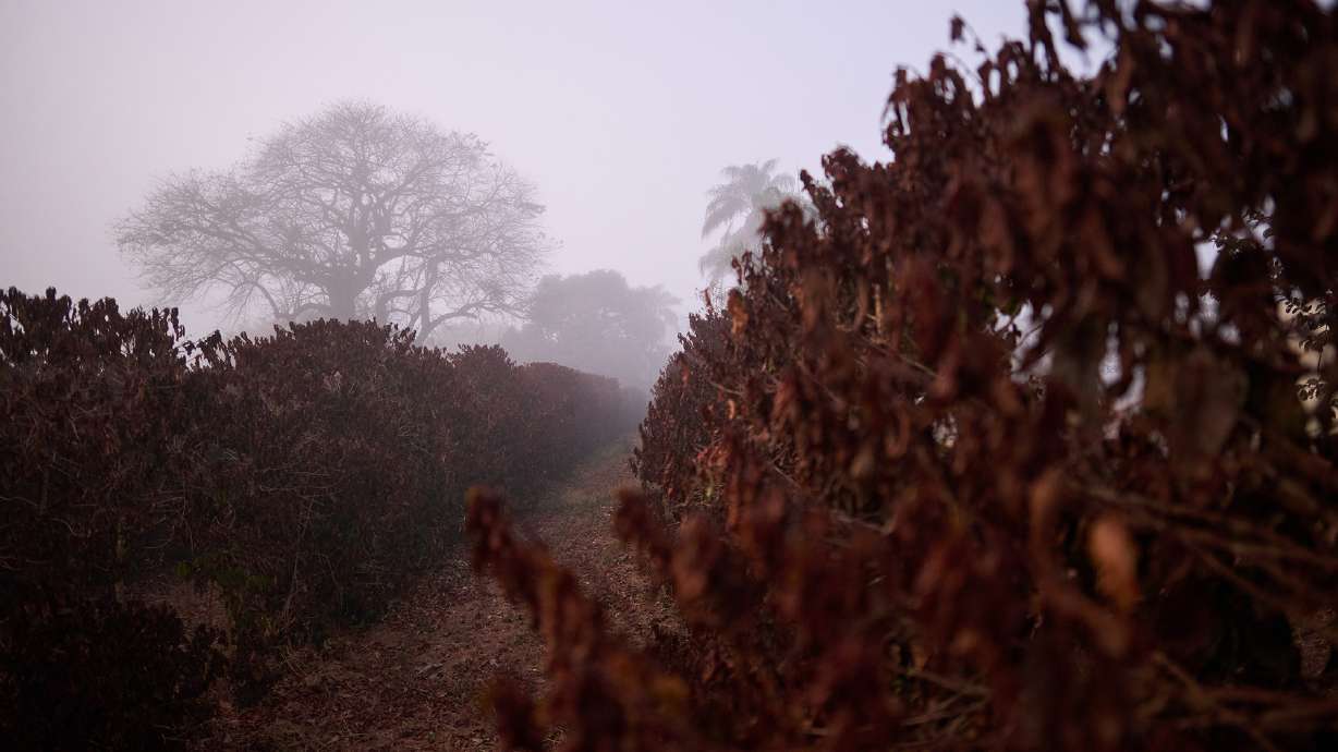 The brown-colored leaves are a sign of the burning of the coffee trees due to the ice formed during the night.
Frost hits coffee plants in the Alta Mogiana region, Jeriquara, Sao Paulo, Brazil on July 29, 2021.