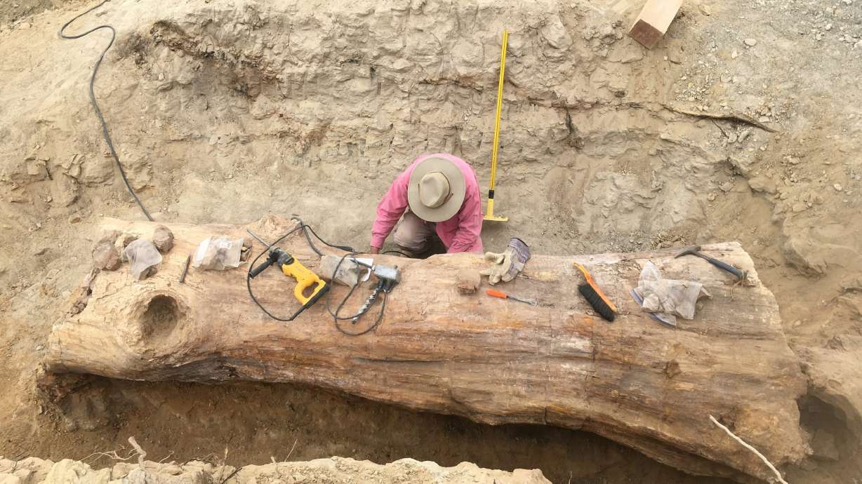 An undated photo of crews working to unearth the 152 million-year-old "Manwell Log" from the Morrison Formation. The log was moved to a museum in Utah.