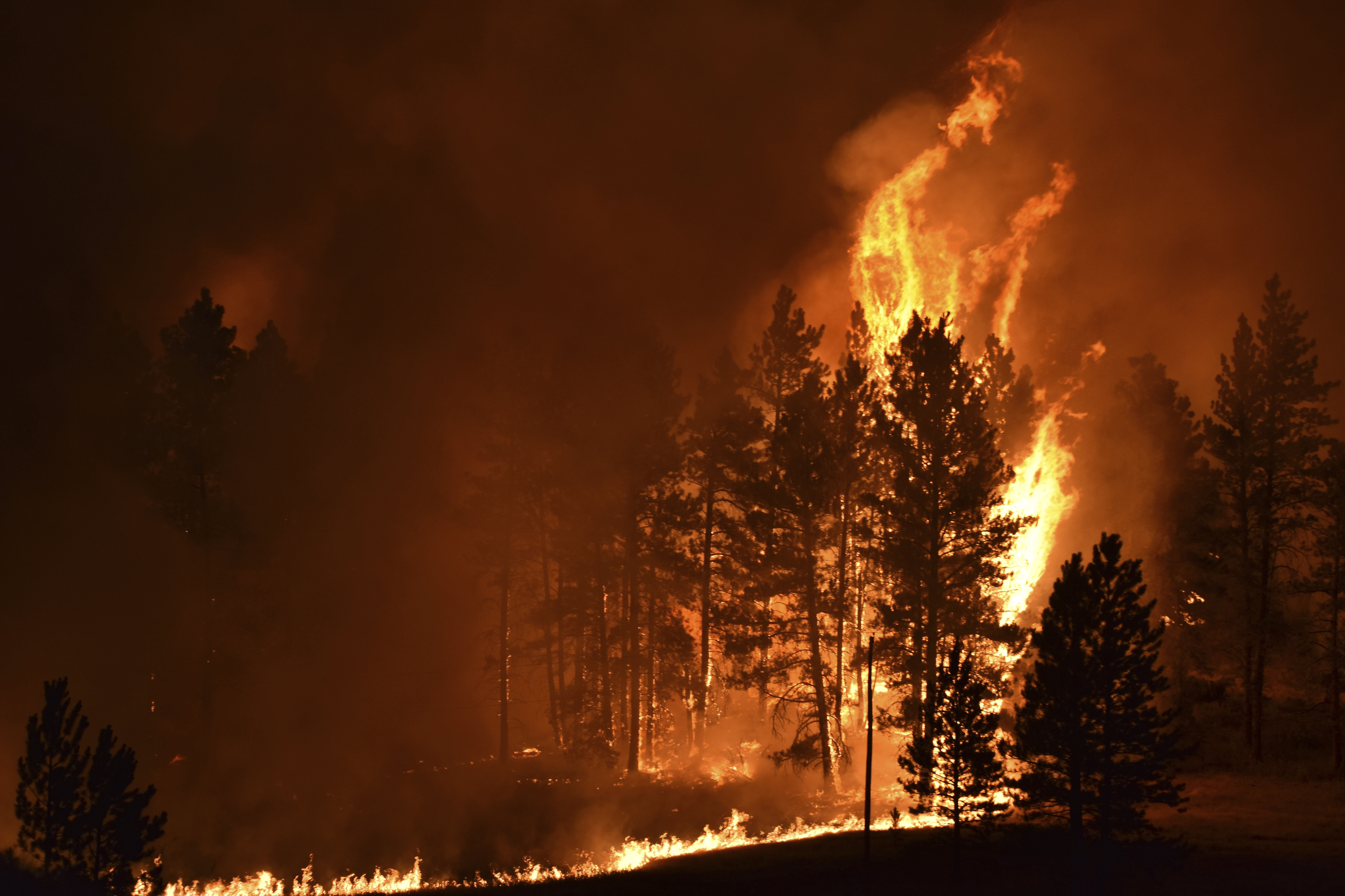 A tree goes up in flames as a wildfire burns on the Northern Cheyenne Indian Reservation, Wednesday, Aug 11, 2021, near Lame Deer, Montana. The Richard Spring fire was threatening hundreds of homes as it burned across the reservation.
