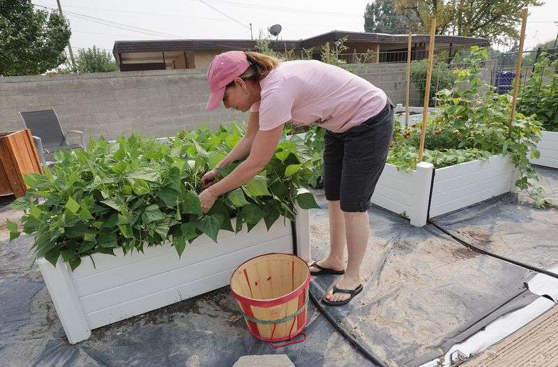 Debra Grant works in her garden at her home in Salt
Lake City on Sunday, Aug. 8, 2021. A protein that helps regulate
calcium signaling within heart cells could play a key role in
preventing her chronic heart failure.