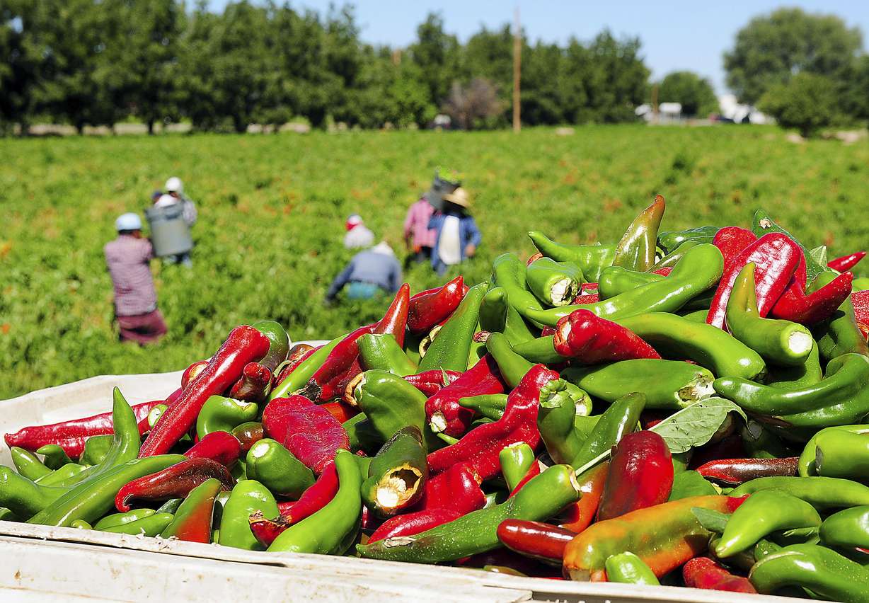 Hand-picked red and green chiles are seen in a shipping crate in a chile field in Salem, New Mexico, on Sept. 30, 2013. Rural America continued to lose population in the latest U.S. Census numbers, highlighting an already severe worker shortage in those areas and prompting calls from farm and ranching groups for immigration reform to help alleviate the problem.