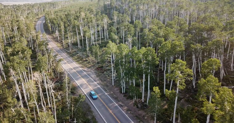 The Pando grove of aspen trees near the shores of Fish Lake in central Utah.