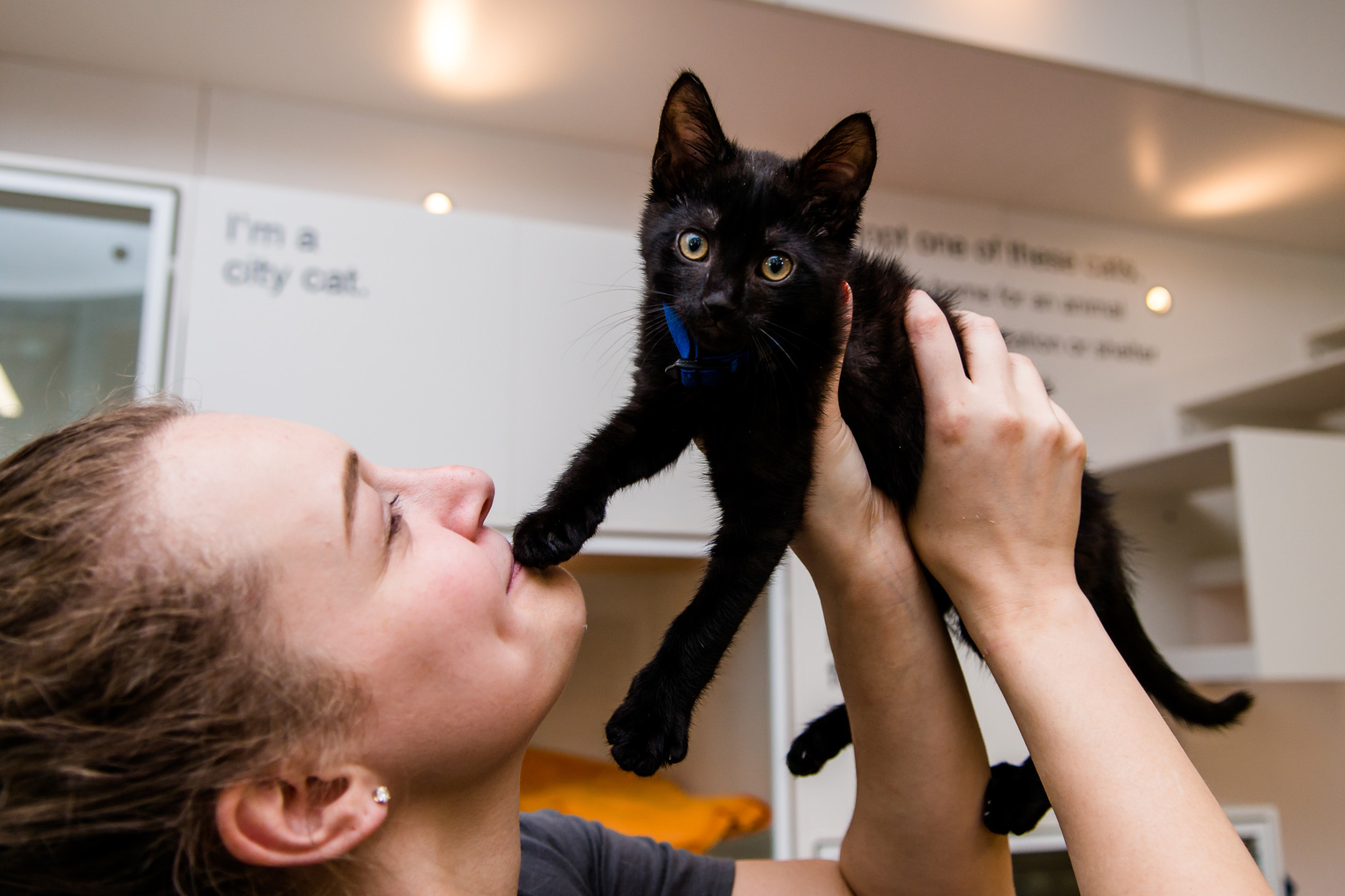 Best Friends Animal Society, a collection of no-kill animal shelters, and other shelters across Utah are celebrating Black Cat Appreciation Day on Tuesday in an effort to bring Utah closer to become a no-kill state.