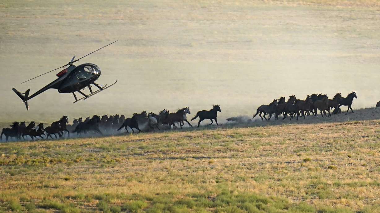 A helicopter pushes wild horses during a roundup on July 16, near U.S. Army Dugway Proving Ground. Federal land managers are increasing the number of horses removed from the range this year during a historic drought.
