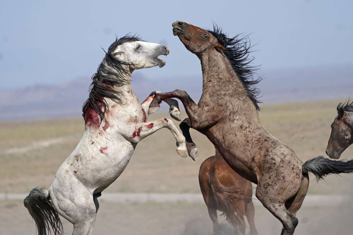 Wild horses clash on July 16, near U.S. Army Dugway Proving Ground. Horses from this herd were later rounded up as federal land managers increased the number of horses removed from the range during a historic drought.