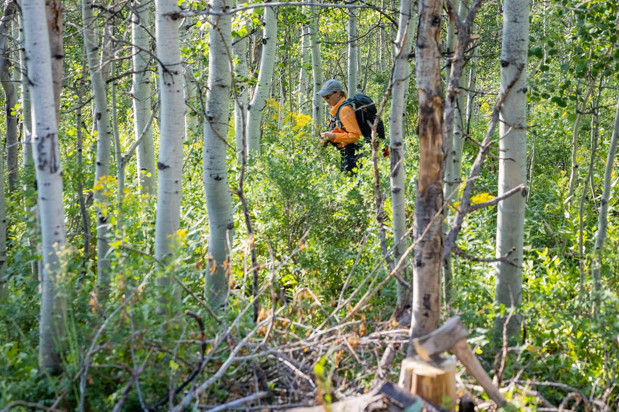 A cadaver dog handler searches a heavily wooded ravine on July 9, 2021, searching for a possible gravesite related to the August 10, 1985, disappearance of Joyce Yost.