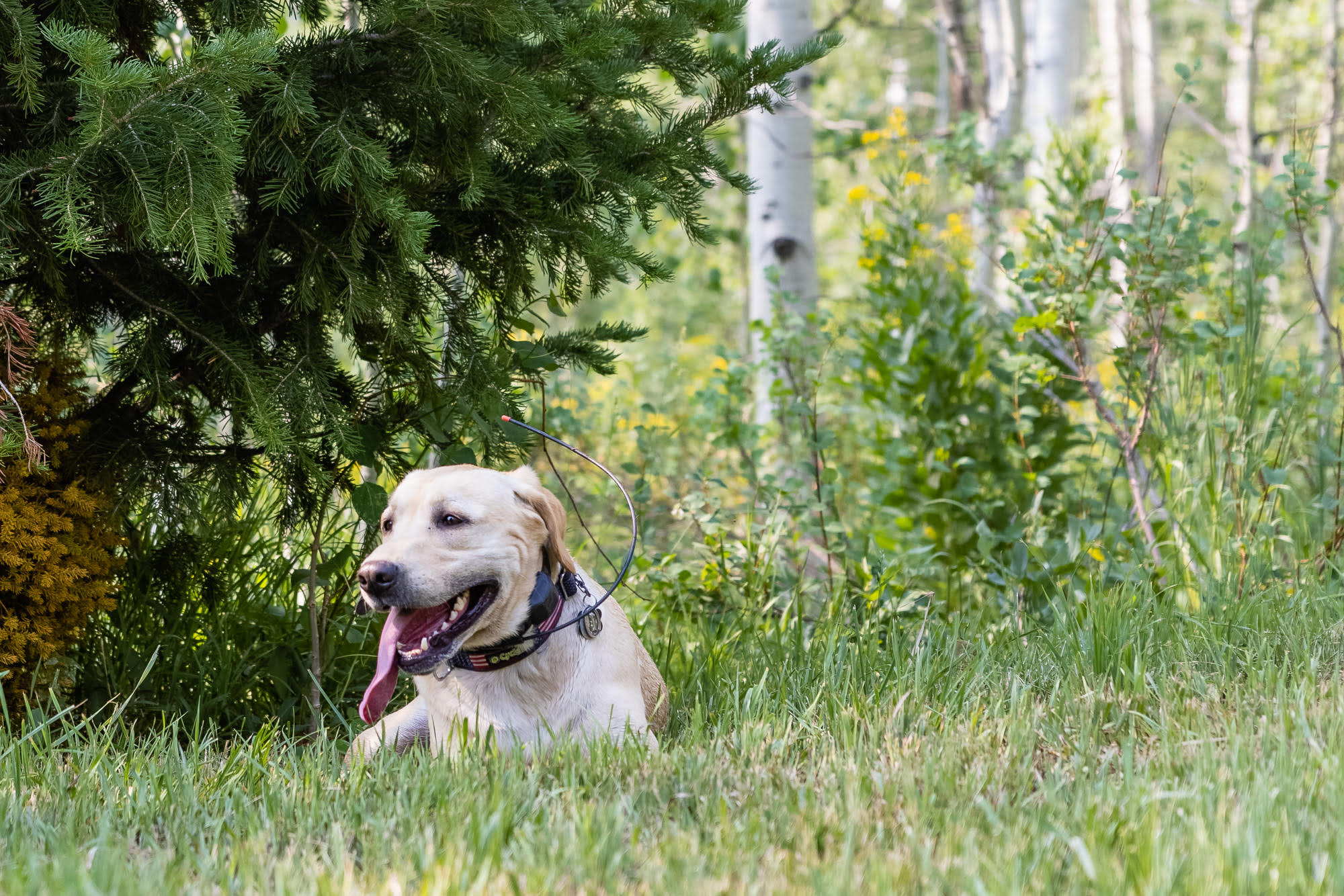 A cadaver dog rests after a search of a ravine adjacent to the cabin once owned by the father of Utah death row inmate Douglas Lovell on July 9. 