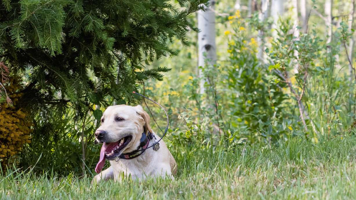 A cadaver dog rests after a search of a ravine adjacent to the cabin once owned by the father of Utah death row inmate Douglas Lovell on July 9.