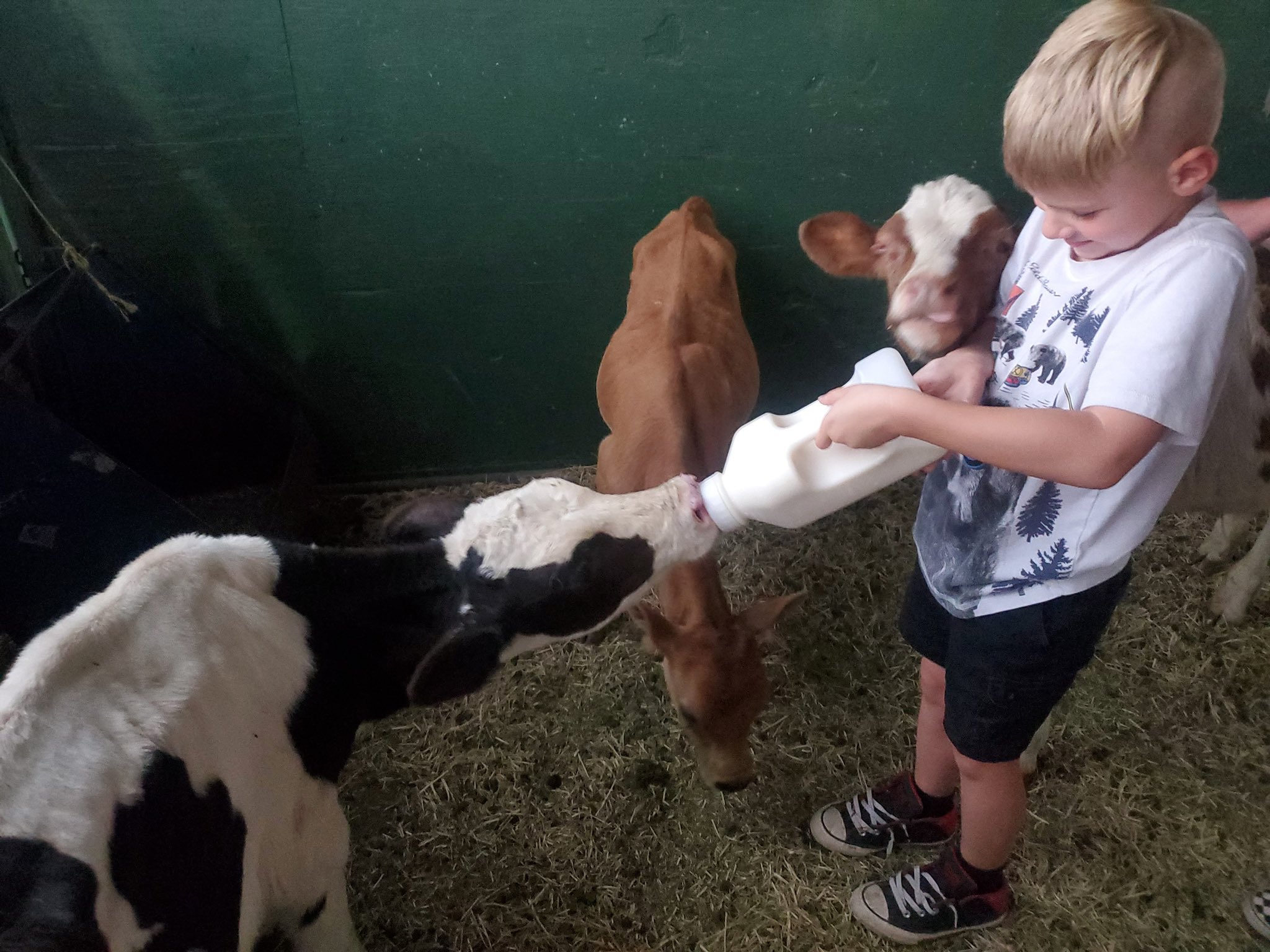 A young boy feeds a severely starved cow found on a property in Spanish Fork on Monday. 