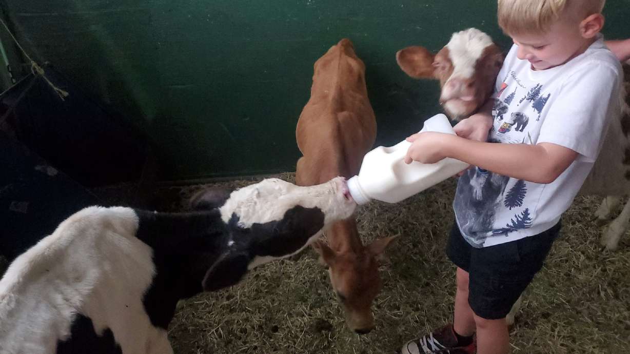 A young boy feeds a severely starved cow found on a property in Spanish Fork on Monday.