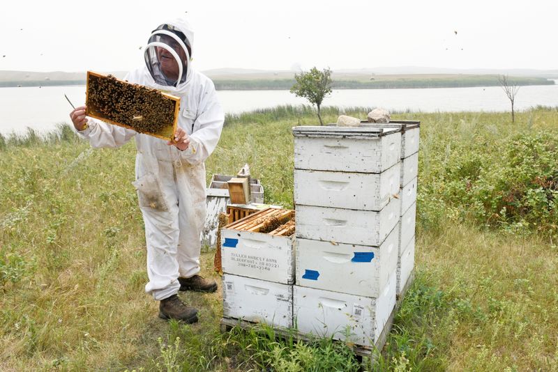 John Miller inspects one of his bee colonies in Gackle, North Dakota, on July 30.  Drought-weakened bee colonies are producing a small honey crop in North Dakota, which is typically a major U.S. honey producer.
