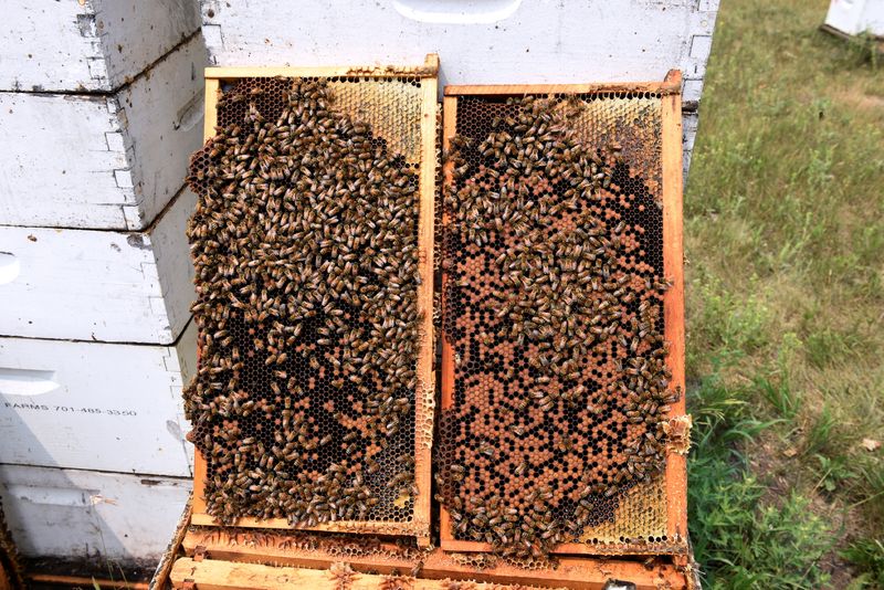 Bee hives showing a lack of honey production at Miller Honey Farms in Gackle, North Dakota, July 30.