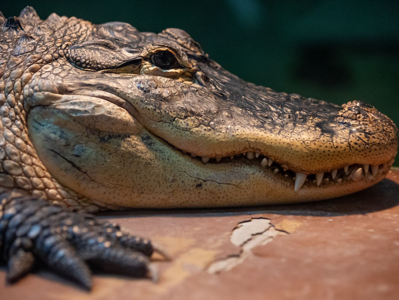 Darth Gator, an 11-year-old 8.5-foot alligator, is pictured at Scales and Tails Utah in West Valley City on Thursday.