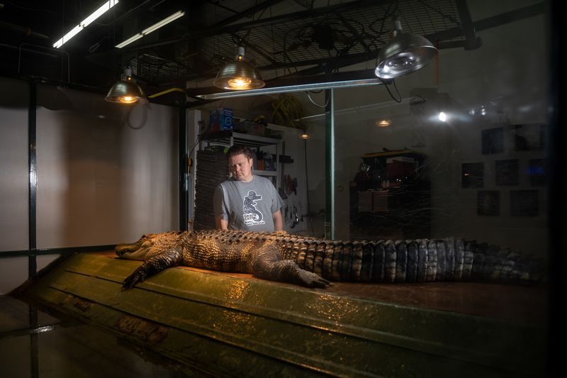Shane Richins, owner of Scales and Tails Utah, poses
for a photo beside Darth Gator, an 11-year-old 8.5-foot alligator,
at the business in West Valley City on Thursday.