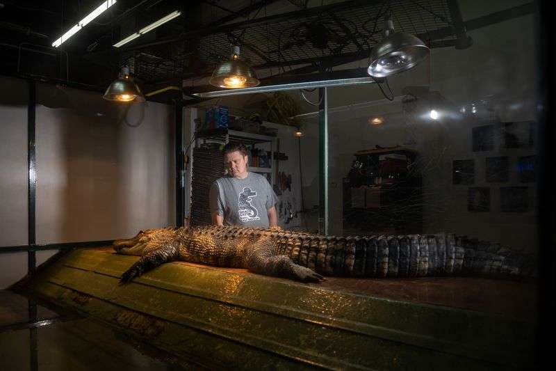 Shane Richins, owner of Scales and Tails Utah, poses
for a photo beside Darth Gator, an 11-year-old 8.5-foot alligator,
at the business in West Valley City on Thursday.