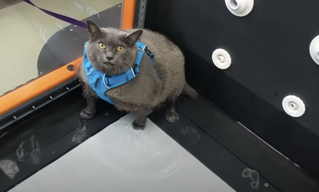 Cinder-block, is an obese cat who is now on a weight reduction program, which includes an underwater treadmill.