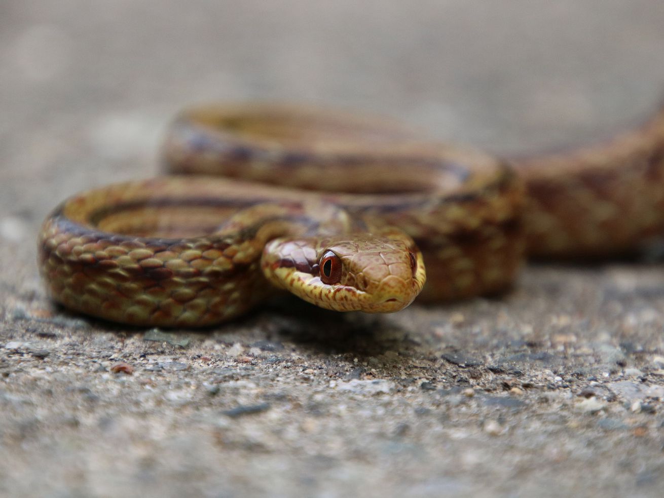 A Japanese rat snake crosses a rural road in the
Fukushima Evacuation Zone in Japan.