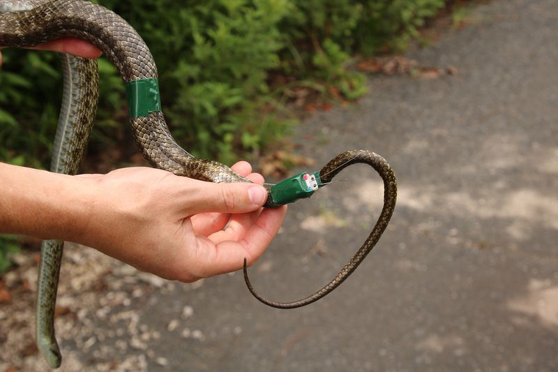 A Japanese rat snake is fit with a GPS transmitter that
will allow researchers to track its movements over the next several
weeks.
