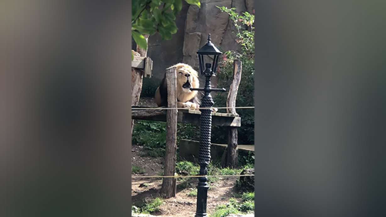Have You Seen This? Lion does his best to act like a parrot at London Zoo
