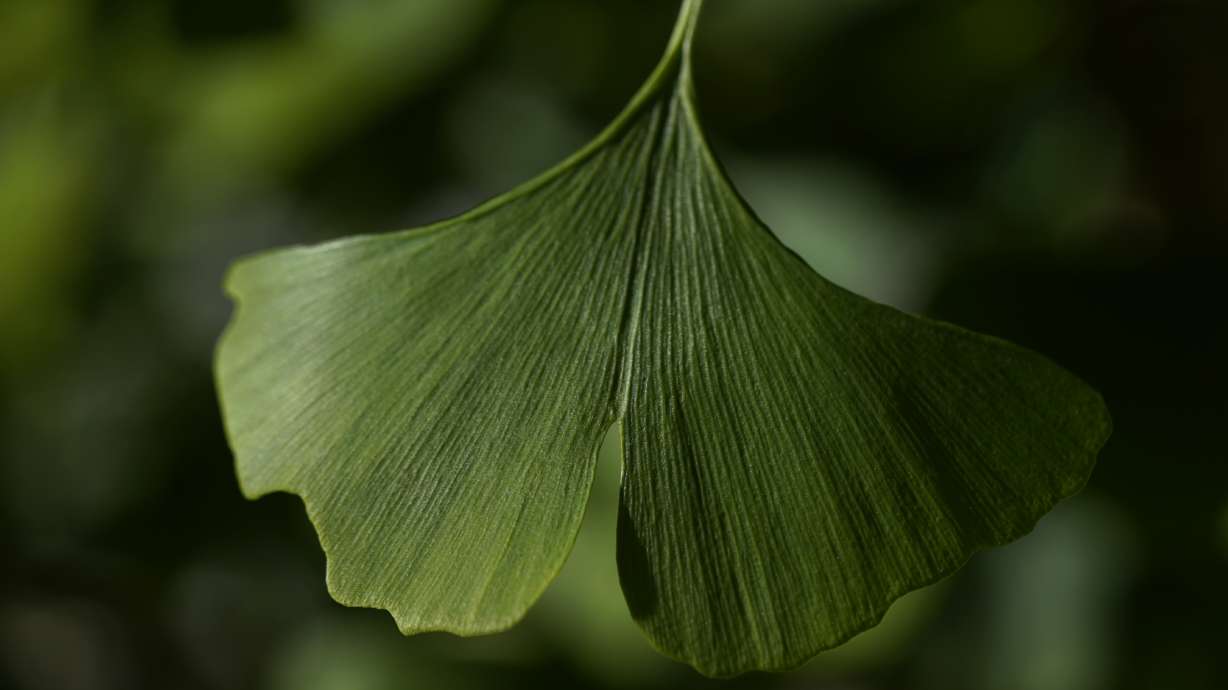 Ginkgo trees' fossils often preserve actual plant material, and that thin sheet of organic matter may be key to understanding the ancient climate system — and the possible future of our warming planet.