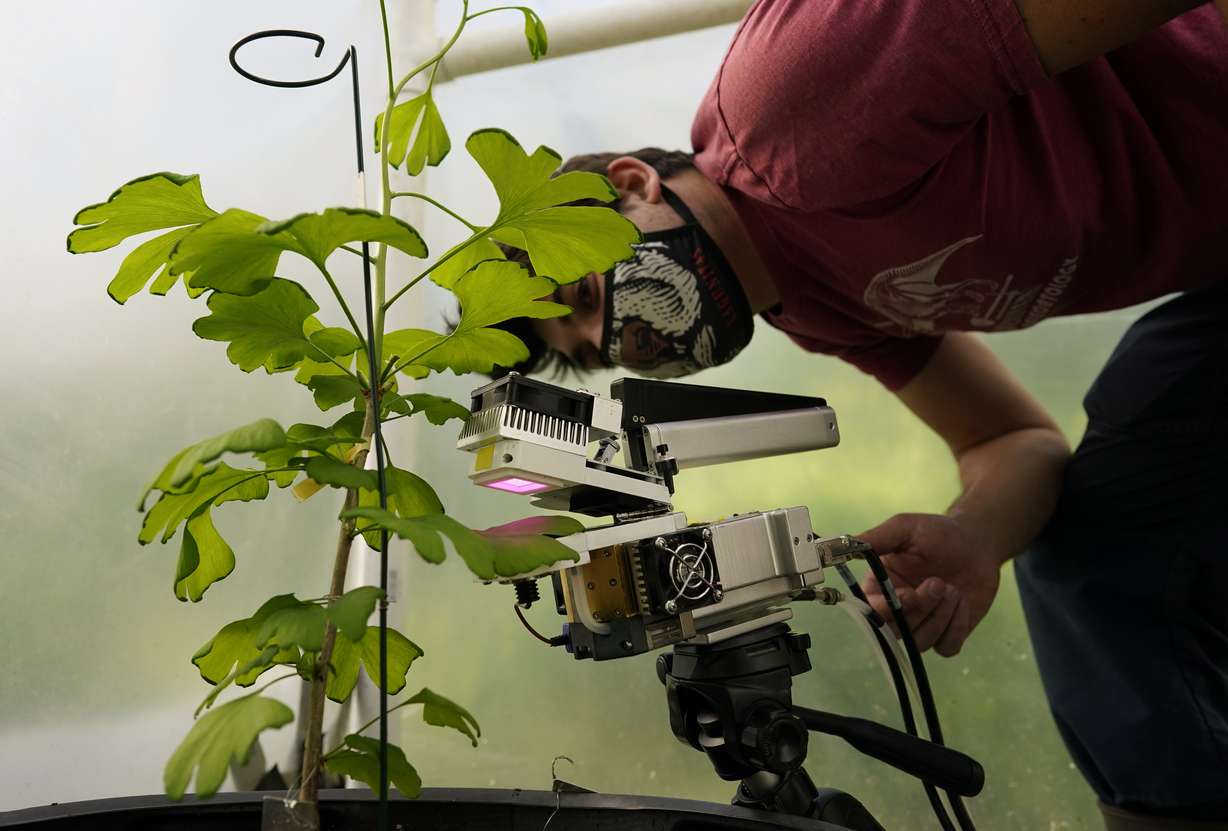 Ben Lloyd, director of experimental operations, uses a machine to examine the exchange of gases between ginkgo leaves and their environment inside a chamber at the Fossils Atmospheres Project at the Smithsonian Research Center in Edgewater, Md., on May 18.