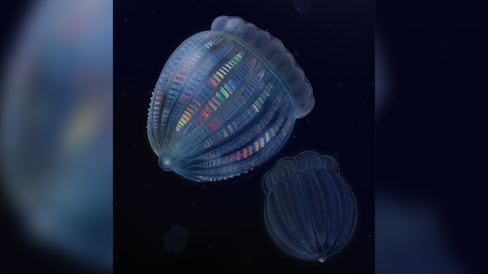 An illustration of what two prehistoric jelly combs looked like about 500 million years ago. The new species was discovered from fossils preserved in central Utah.