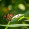 Salt Lake made a park friendly for struggling monarch butterfly — here's how you can, too