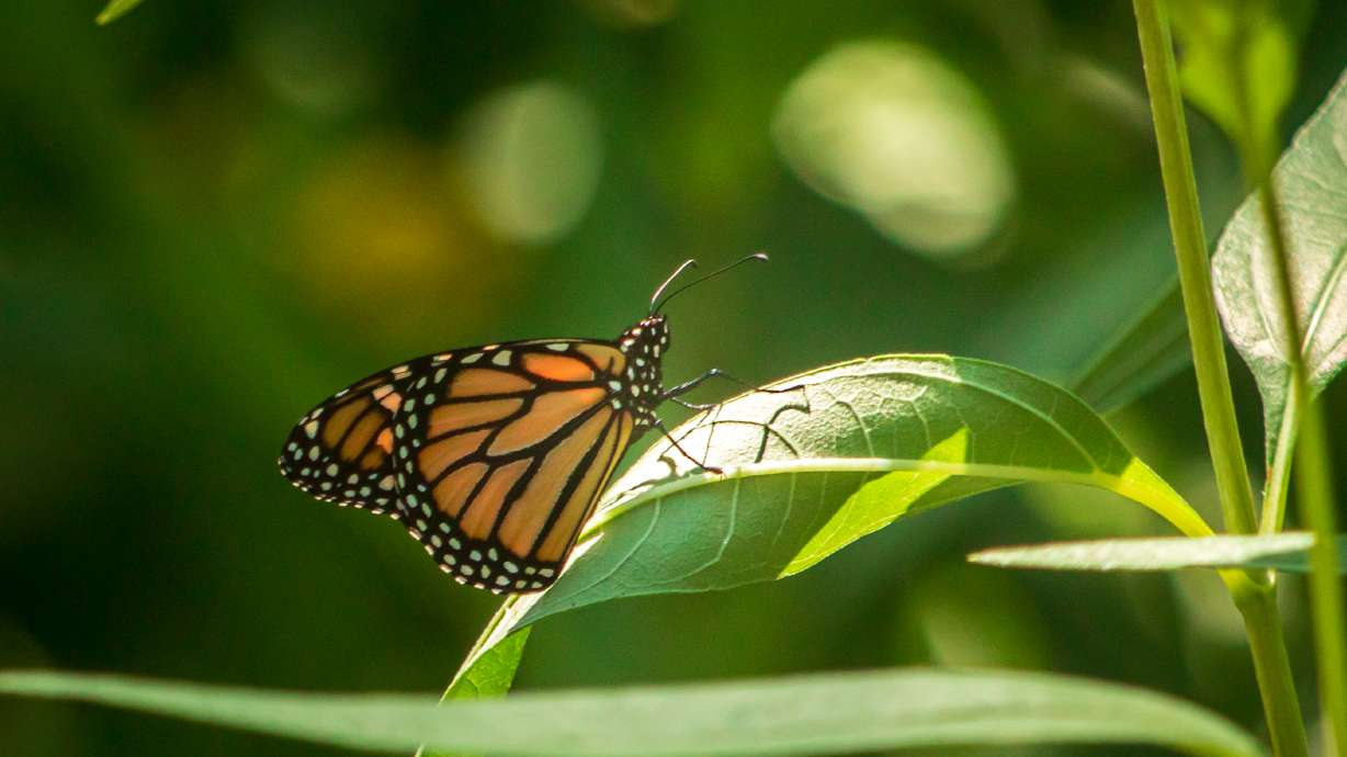 A male monarch butterfly rests on a plant at Fairmont Park in Salt Lake City on Tuesday. The park is considered a registered monarch habitat site because of its growing biodiversity.