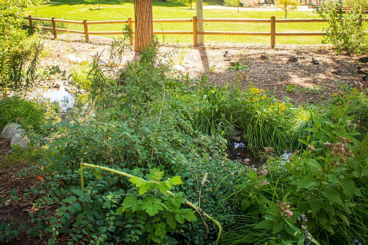 Various plants at Fairmont Park in Salt Lake City. The park is home to over 70 different species of native plants.