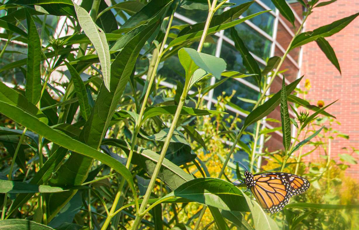 A male monarch butterfly rests on a plant at Fairmont Park in Salt Lake City Tuesday. The park is considered a registered monarch habitat site because of its growing biodiversity.
A male monarch butterfly rests on a plant at Fairmont Park in Salt Lake City Tuesday. The park is considered a registered monarch habitat site because of its growing biodiversity.