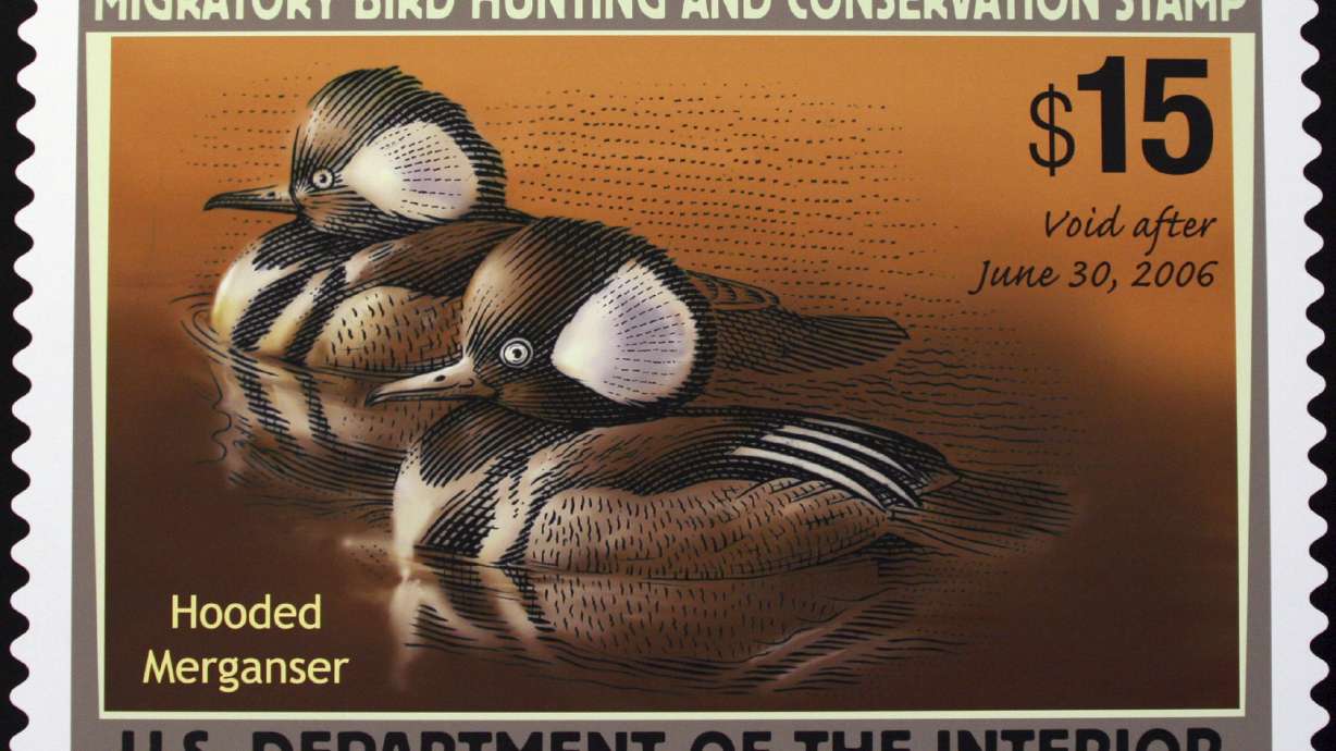 This June 30, 2005 file photo shows the 2005-2006 Federal Duck Stamp designed by Mark Anderson of Sioux Falls, S.D., displayed on Capitol Hill during the U.S. Fish and Wildlife Service's first day of sale for the 2005-2006 Federal Duck Stamp.