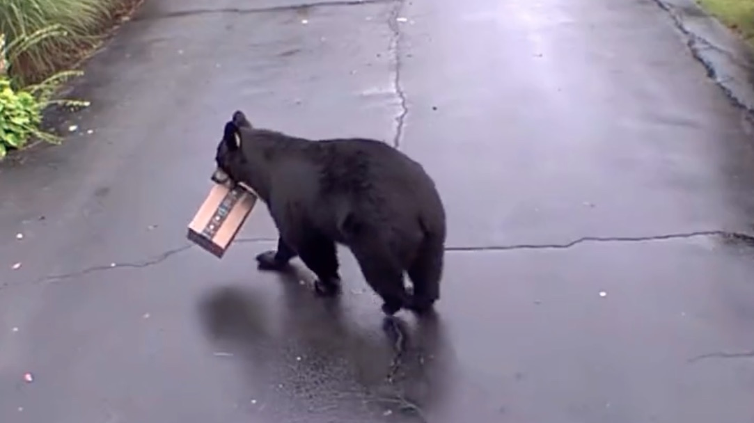 Have you Seen This? Bearpocalypse update: Bears are now dirty, rotten thieves
