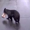 Have You Seen This? Bearpocalypse update: Bears are now dirty, rotten thieves