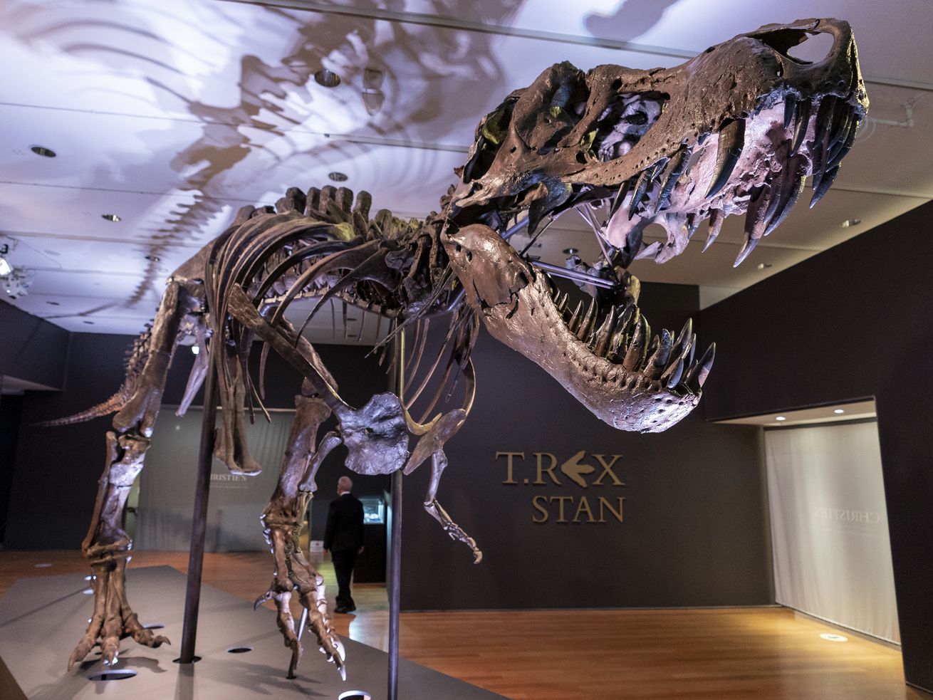 Stan, one of the largest and most complete
Tyrannosaurus rex fossils discovered, is on display, Sept.
15, 2020, at Christie’s in New York. New research indicates the T.
rex may have been a picky eater.
